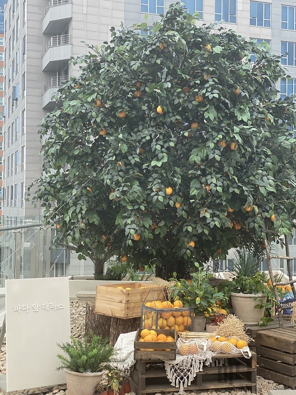 바다앞테라스-카페-영종도-나무